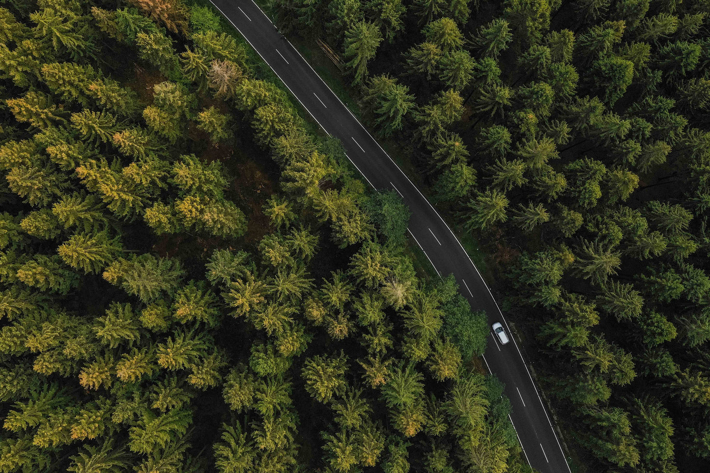 Forest wall art woodland Modern peel and stick Removable Textured art deco fabric vinyl wallpaper wall covering