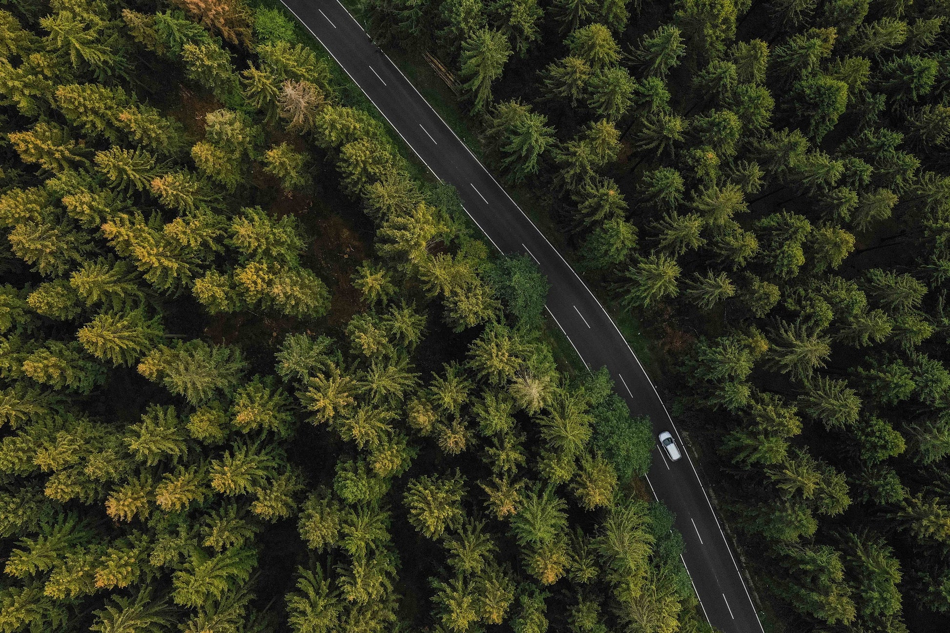 Forest wall art woodland Modern peel and stick Removable Textured art deco fabric vinyl wallpaper wall covering